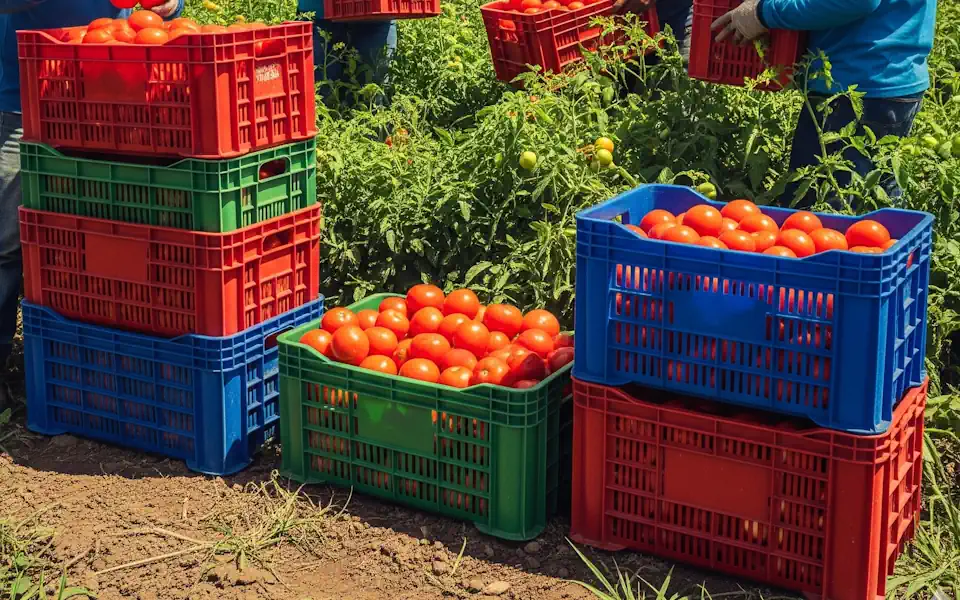 fabricantes de canastillas en Villavicencio